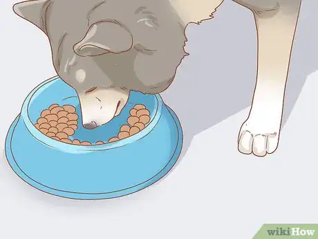 Image titled Care for Your Older Dog Step 13