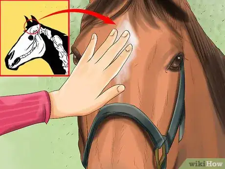 Image titled Get a Horse to Put Its Head Down Step 1