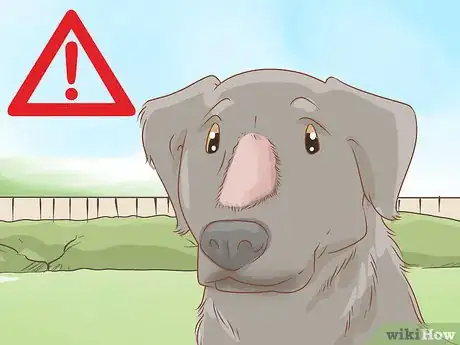 Image titled Treat Frostbite in Dogs Step 14