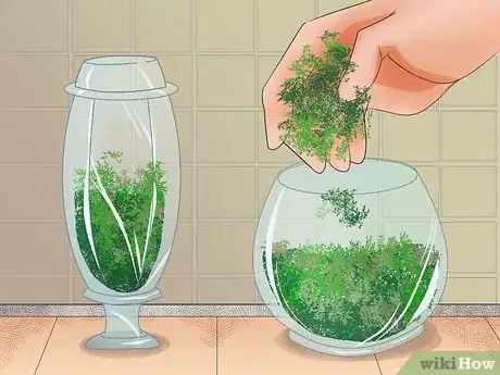 Image titled Make Moss Terrariums Step 3