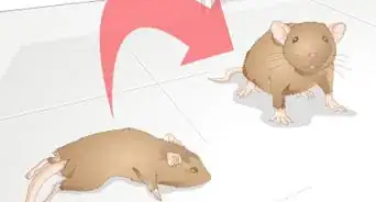 Help a Gerbil Recover After Stroke