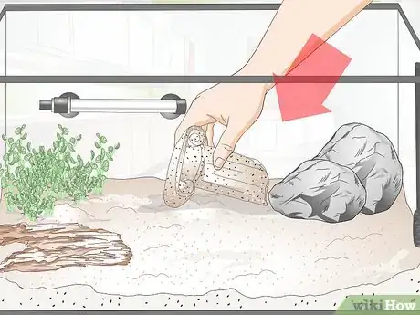 Image titled Keep German Blue Ram Cichlids Step 9