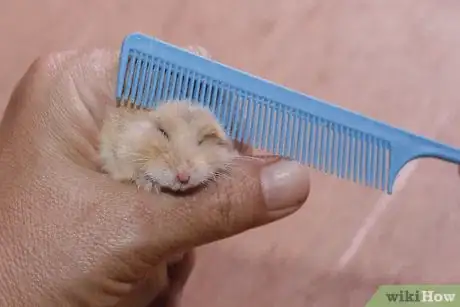 Image titled Make Cute Pictures of Your Hamster Step 4