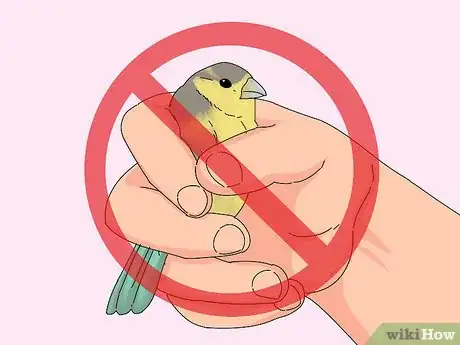 Image titled Choose a Finch Step 8