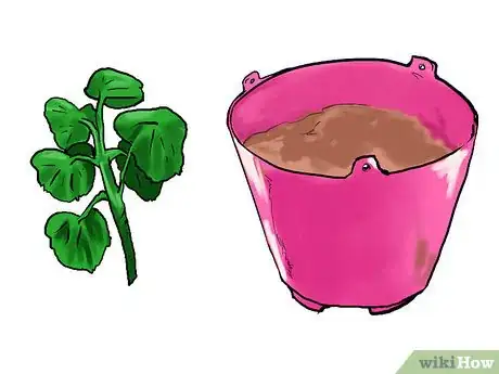 Image titled Grow Geraniums in Pots Step 11