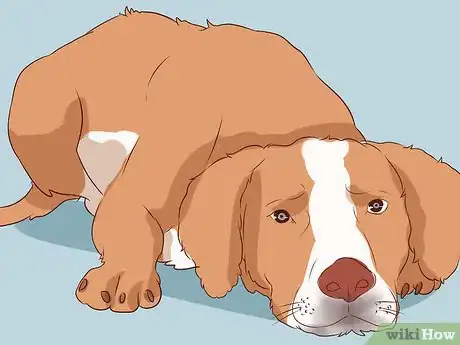 Image titled Exercise With Your Dog Step 6