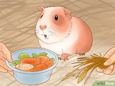 Image titled Keep a Guinea Pig on a Budget Step 20