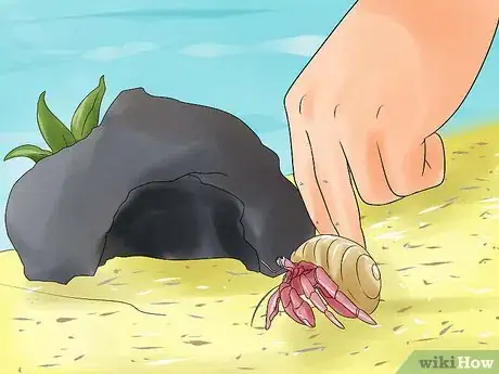 Image titled Care for Hermit Crabs Step 11