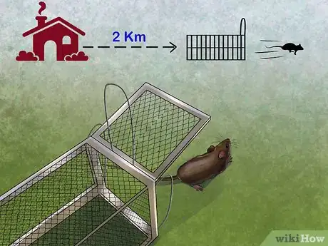 Image titled Deal with Rats Step 8