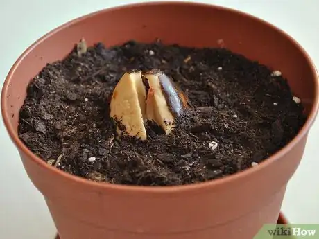 Image titled Grow an Avocado As a Houseplant Step 15