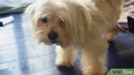 Image titled Groom a Dog Step 6