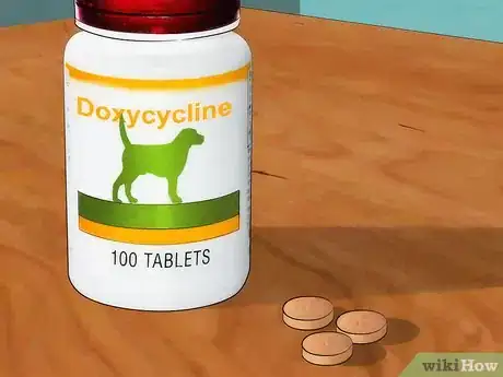 Image titled Identify Canine Tick Problems Step 9