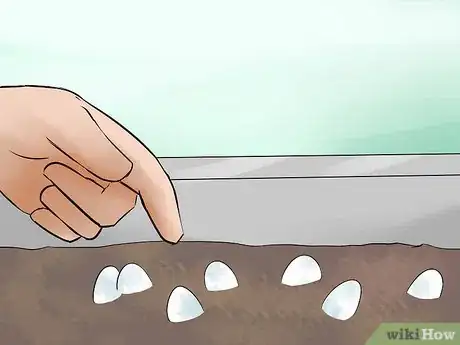 Image titled Take Care of Lizard Eggs Step 9