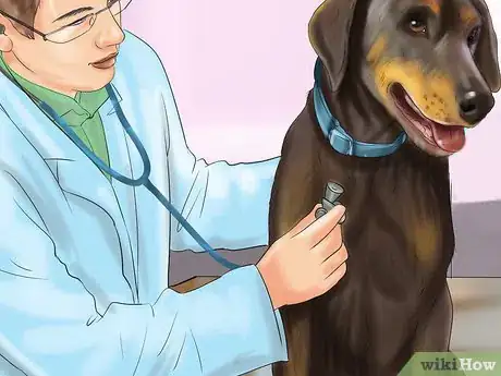 Image titled Diagnose Bone Diseases in Growing Dogs Step 4