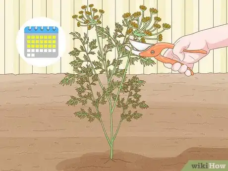 Image titled Harvest Dill Step 10