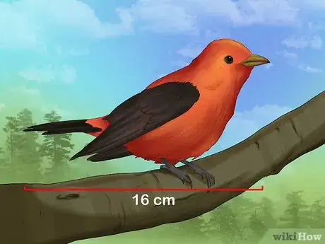 Image titled Identify a Scarlet Tanager Step 3