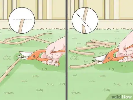 Image titled Propagate Hollyhocks Step 4