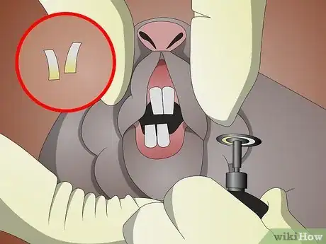 Image titled Clean Your Rat's Teeth Step 4