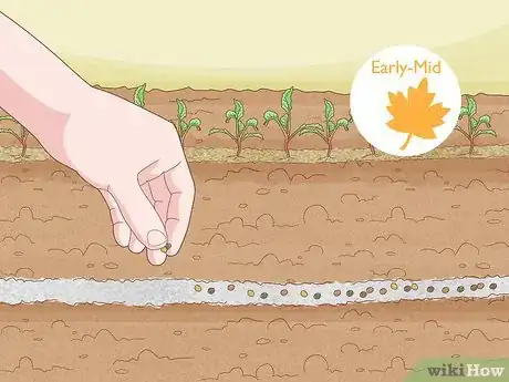 Image titled Grow Stock Flowers Step 10