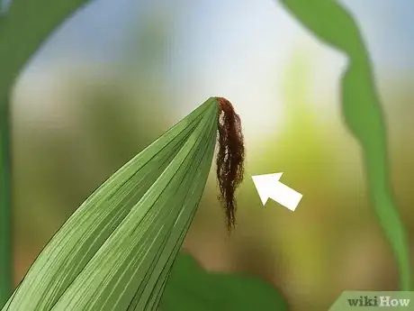 Image titled Control Corn Ear Worms Step 6