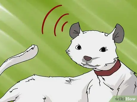 Image titled Look After a Deaf Ferret Step 2