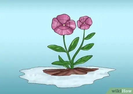 Image titled Cut from a Pansy Plant Step 8