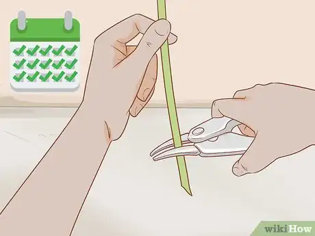 Image titled Prune Kangaroo Paws Step 11