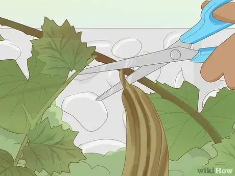 Image titled Grow Loofah Sponges Step 11