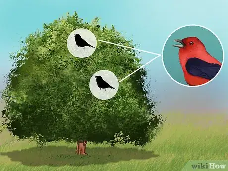 Image titled Identify a Scarlet Tanager Step 4