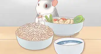 Spot and Treat Bumblefoot in Rats