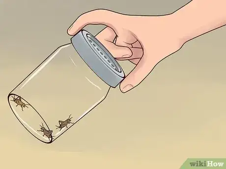 Image titled Care for a Leopard Gecko Step 9