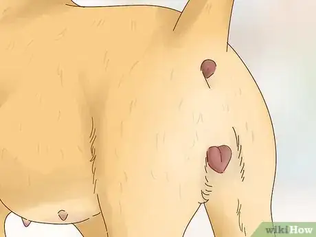 Image titled Know When to Breed Your Dog Step 4