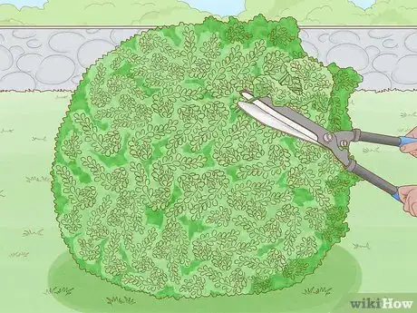 Image titled Remove Overgrown Shrubs Step 1