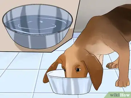 Image titled Diagnose Canine Infectious Hepatitis Step 4