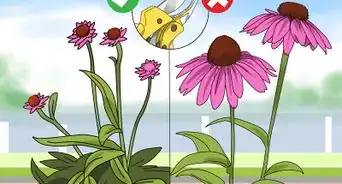 Prune Coneflowers