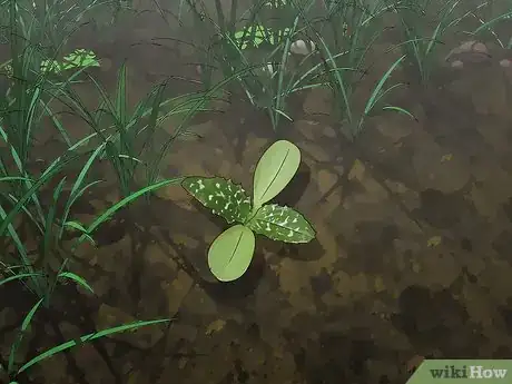 Image titled Root Out Thistles Step 6