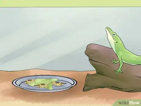 Image titled Feed an Anole Green Lizard Step 11