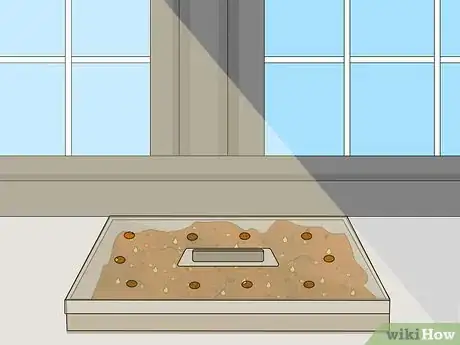 Image titled Grow Popcorn Shoots Step 12