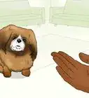 Identify a Pekingese