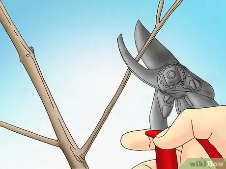 Image titled Prune a Tulip Magnolia Step 5