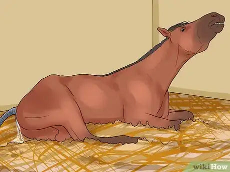 Image titled Prepare a Mare for Foaling Step 12