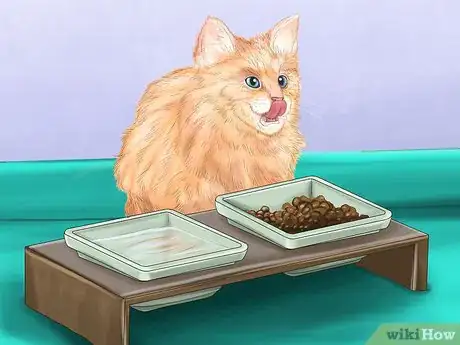 Image titled Pick a Healthy Adult Cat Step 2