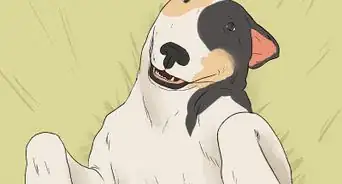 Identify a Bull Terrier