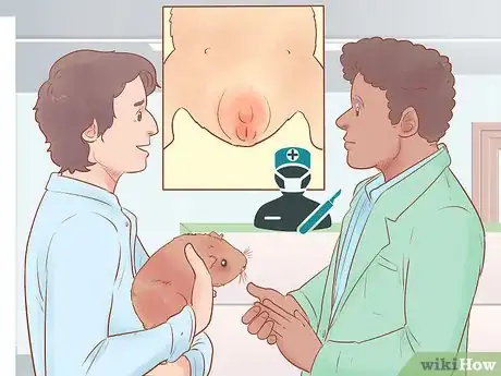 Image titled Neuter Your Guinea Pig Step 2