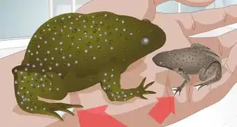 Care for African Clawed or Dwarf Frogs