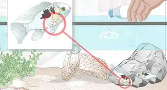 Keep German Blue Ram Cichlids