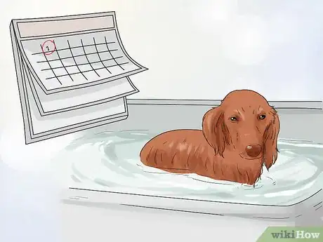 Image titled Groom a Thin Furred Dog Step 10