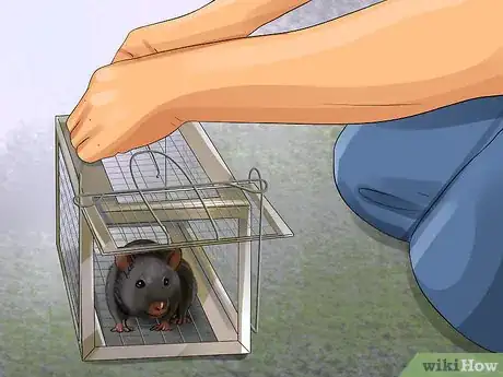 Image titled Deal with Rats Step 7