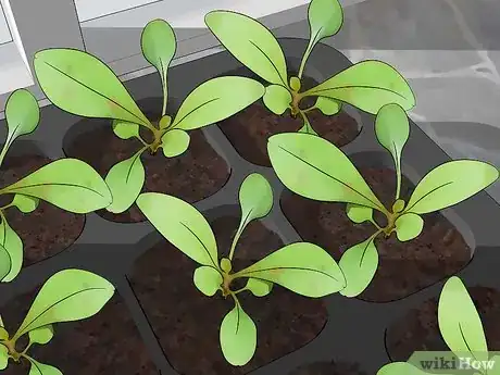 Image titled Grow Gaura Step 5