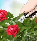 Prune Roses in Winter